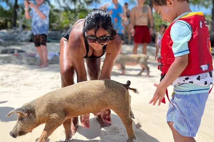 Guest feeding a pig on Rose Island