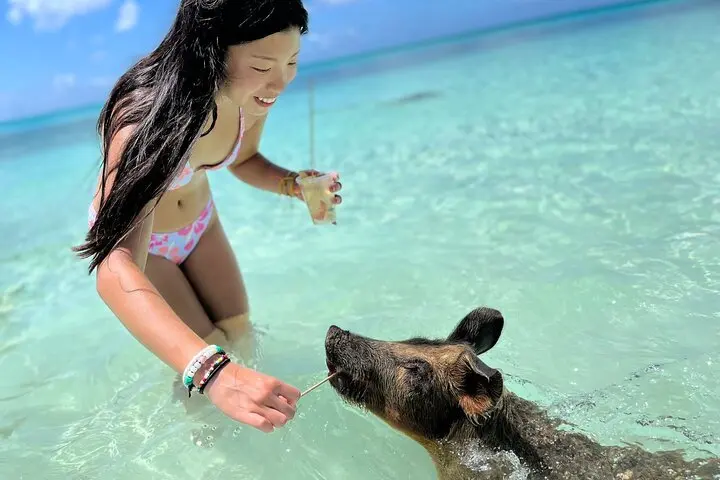 Guest interacting with a pig in shallow water