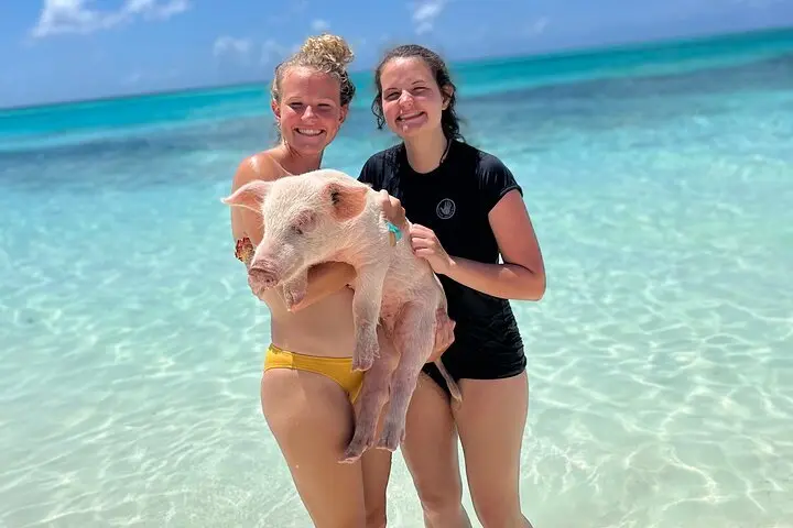 Friends meeting a Rose Island pig