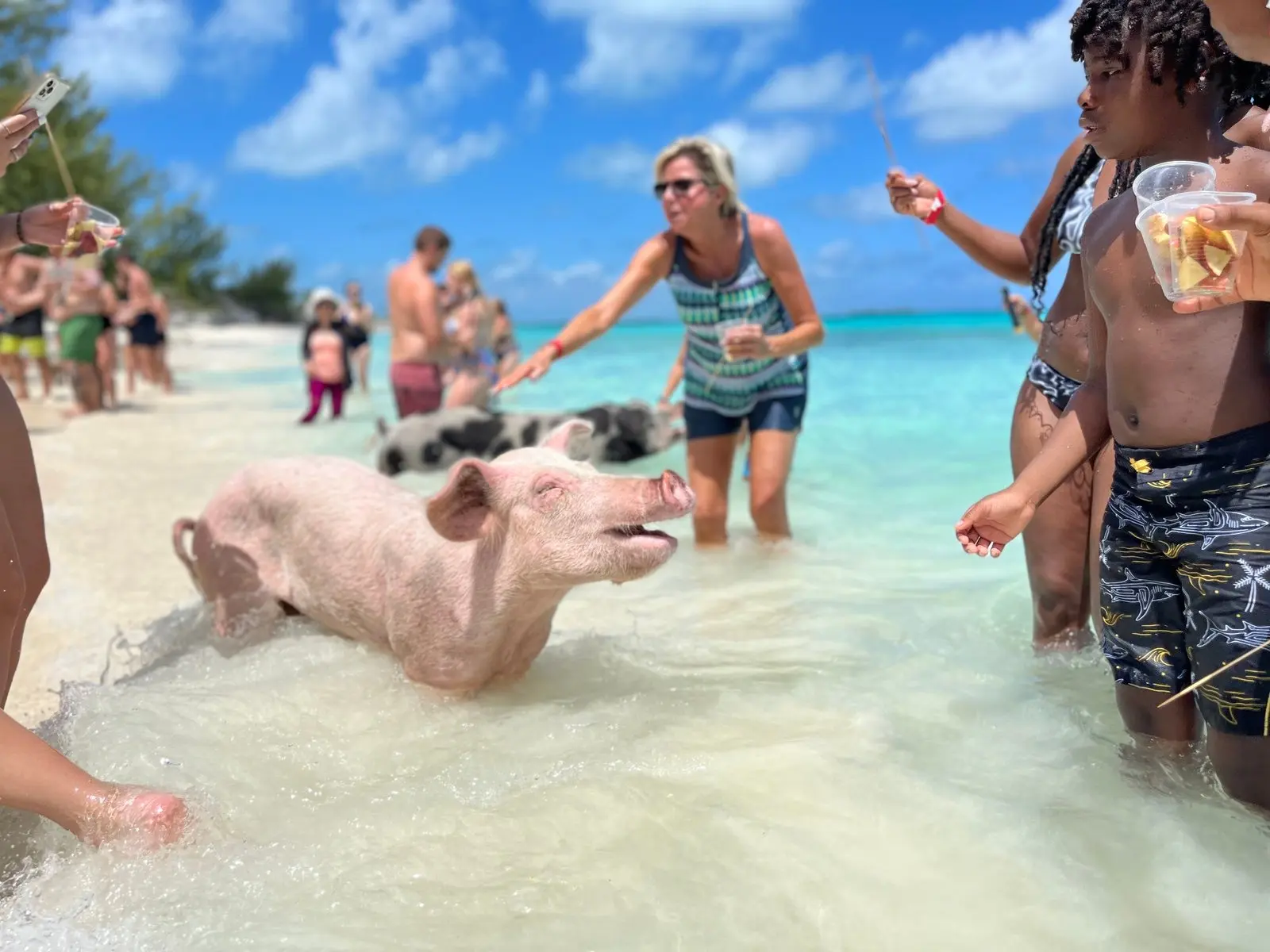 Guests swimming with a pig on Rose Island