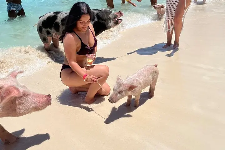 Piglets and visitor on the sand