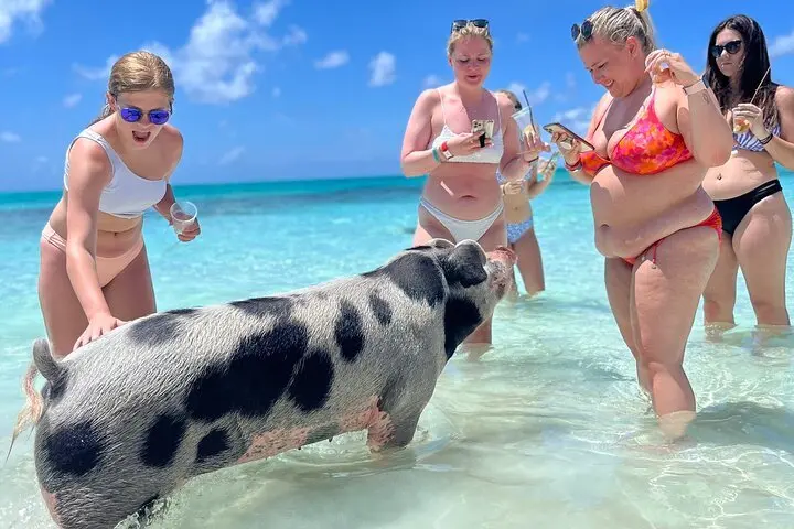 Swimming pig in clear Nassau water