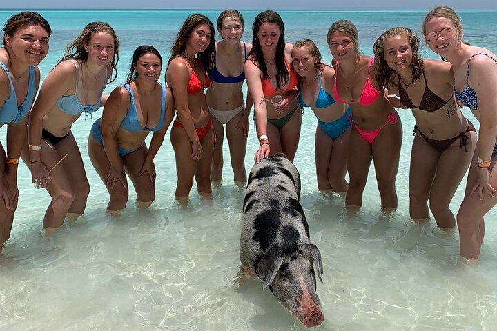 Swimming Pigs Tour Nassau Bahamas